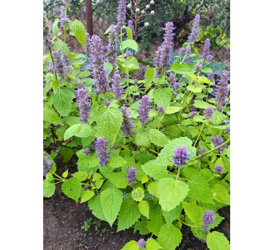 Лофант анісовий Золотий ювілей (agastache rugosa Golden Jubilee)